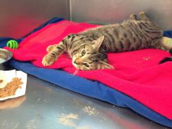 “Adams” is a four-month old kitten who fractured a leg after a fall from an Adams Street three-decker. 	Photo courtesy MSPCA-Angell